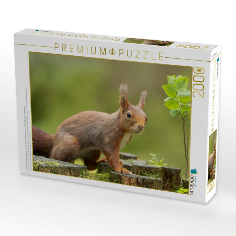 Ein Motiv aus dem Kalender Das Eurasische Eichhörnchen - Kunterbuntes Waldtreiben