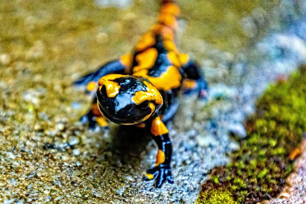 Feuersalamander m Harz