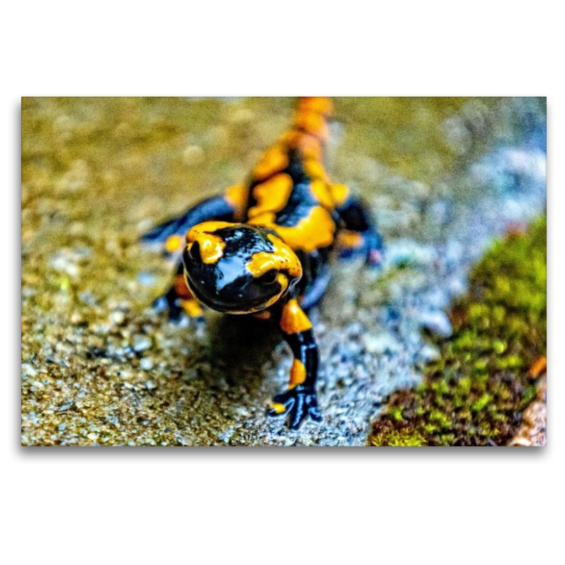 Feuersalamander m Harz