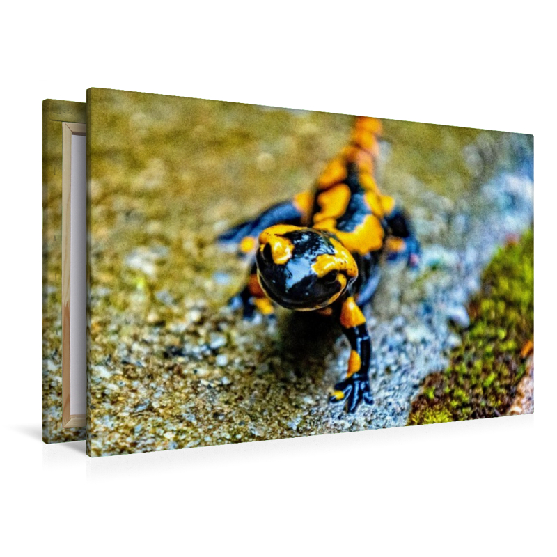 Feuersalamander m Harz