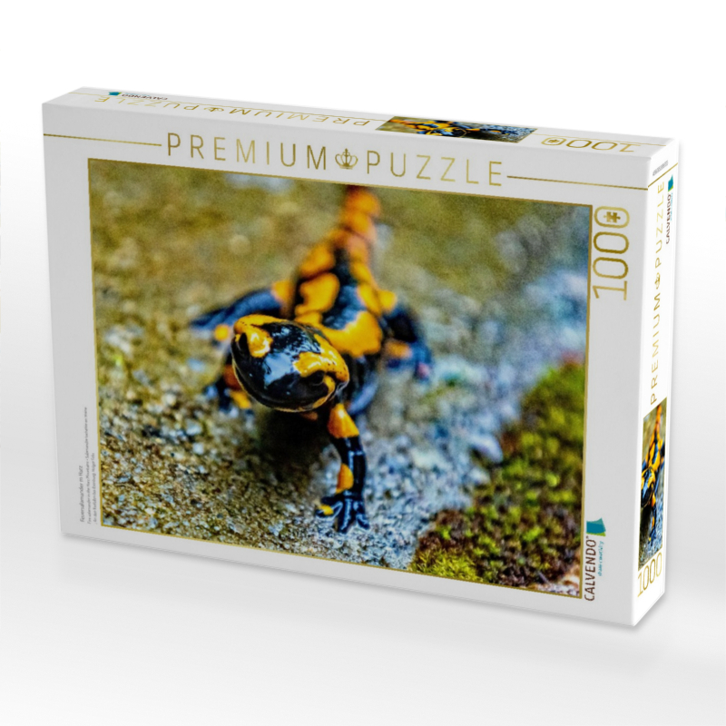 Feuersalamander m Harz
