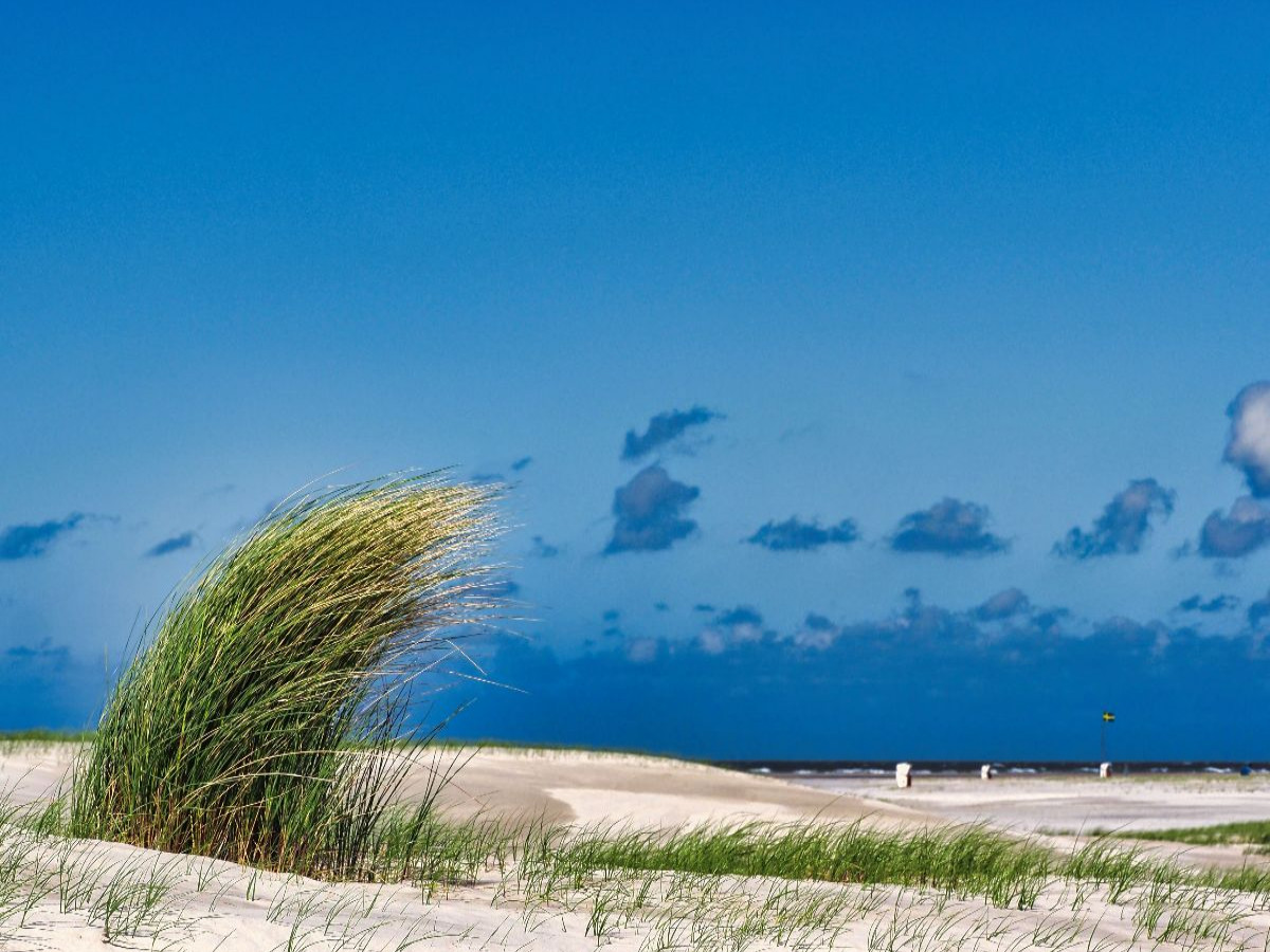 Strandbewuchs