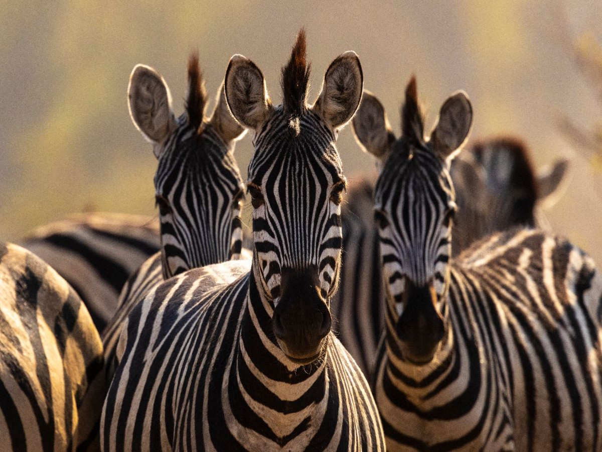 Drei Zebras im goldenen Abendlicht im Makgadikgadi-Nationalpark, Botswana