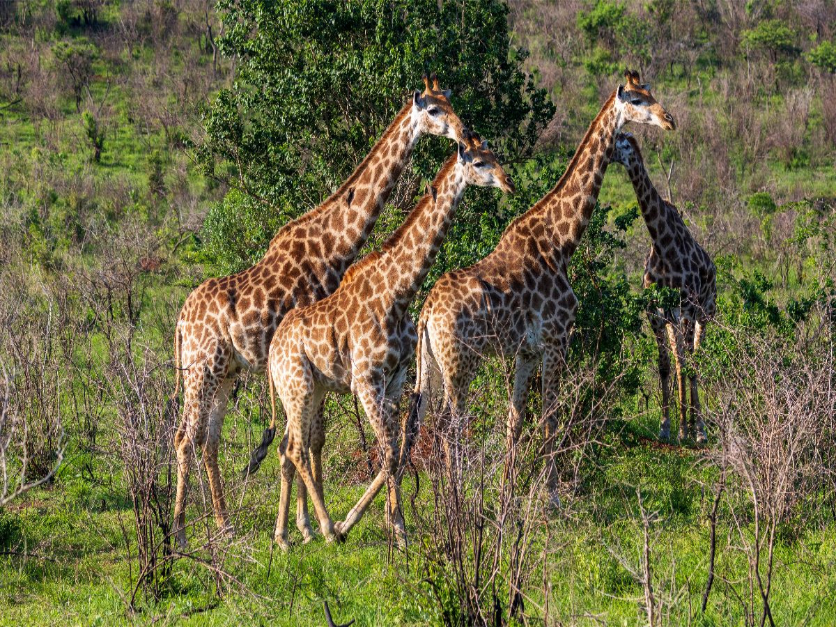 Giraffen unterwegs zum Wasserloch, Südafrika