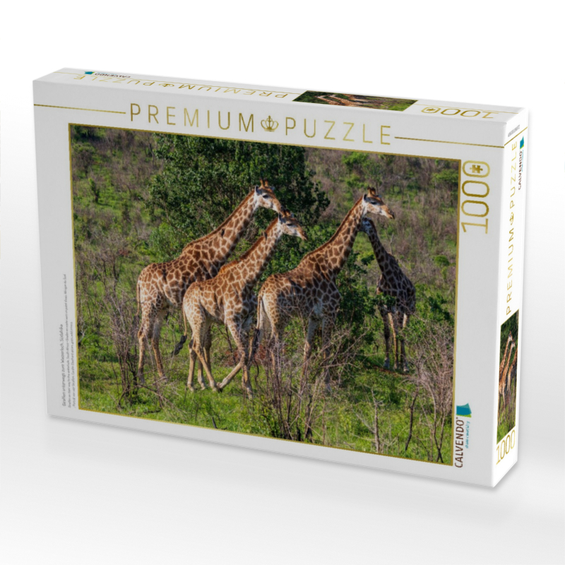 Giraffen unterwegs zum Wasserloch, Südafrika