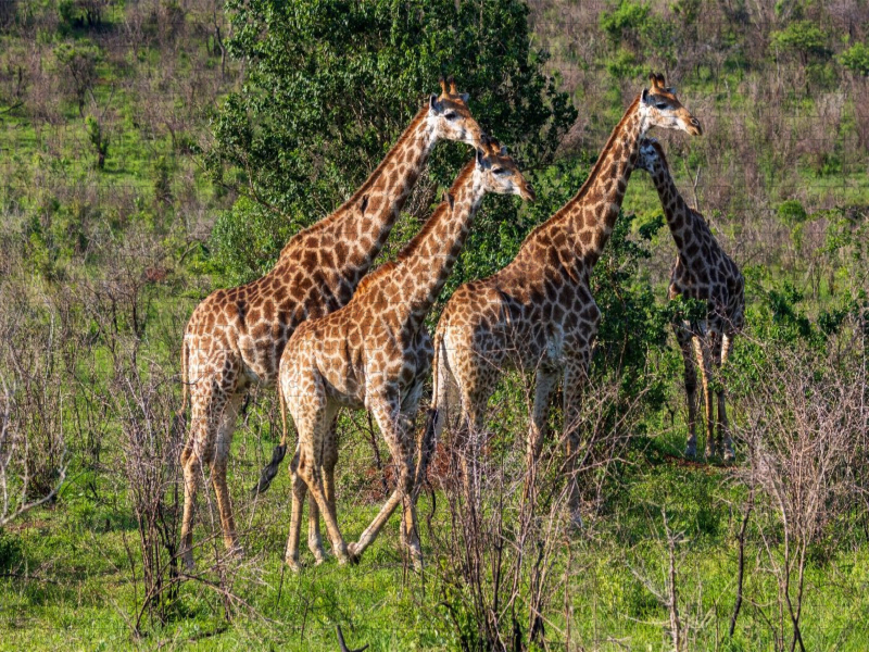 Giraffen unterwegs zum Wasserloch, Südafrika