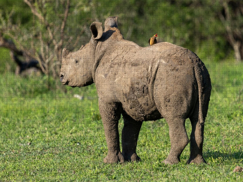 Kleines Breitmaulnashorn mit Madenhacker in Südafrika