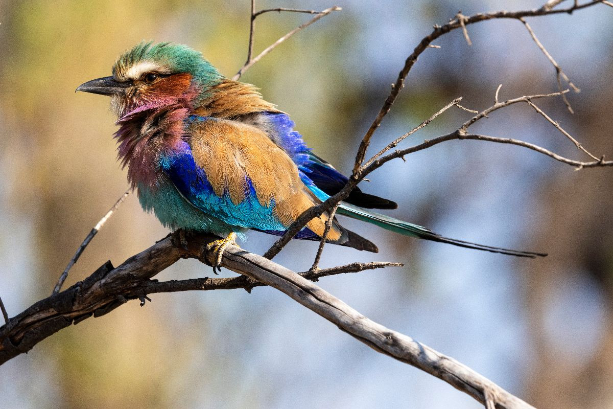 Gabelracke mit lilafarbener Brust in Botswana