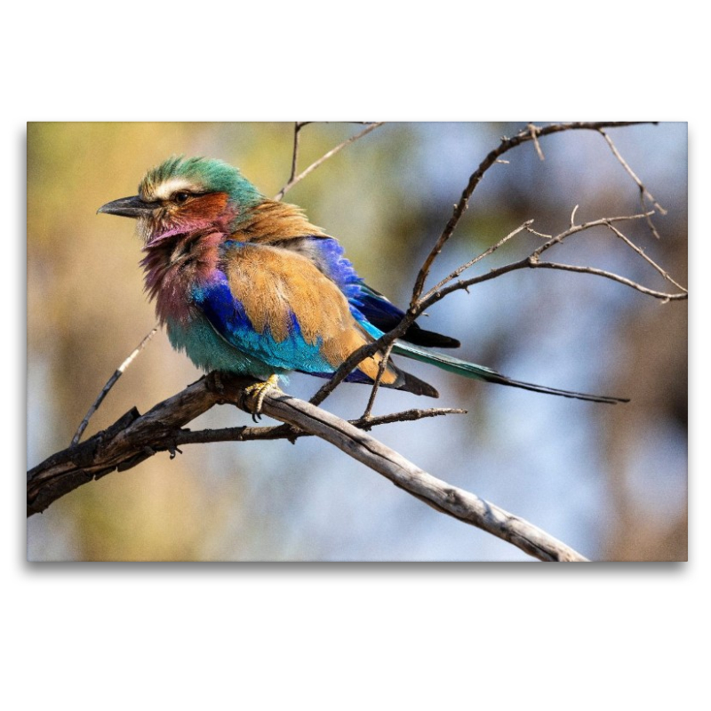 Gabelracke mit lilafarbener Brust in Botswana