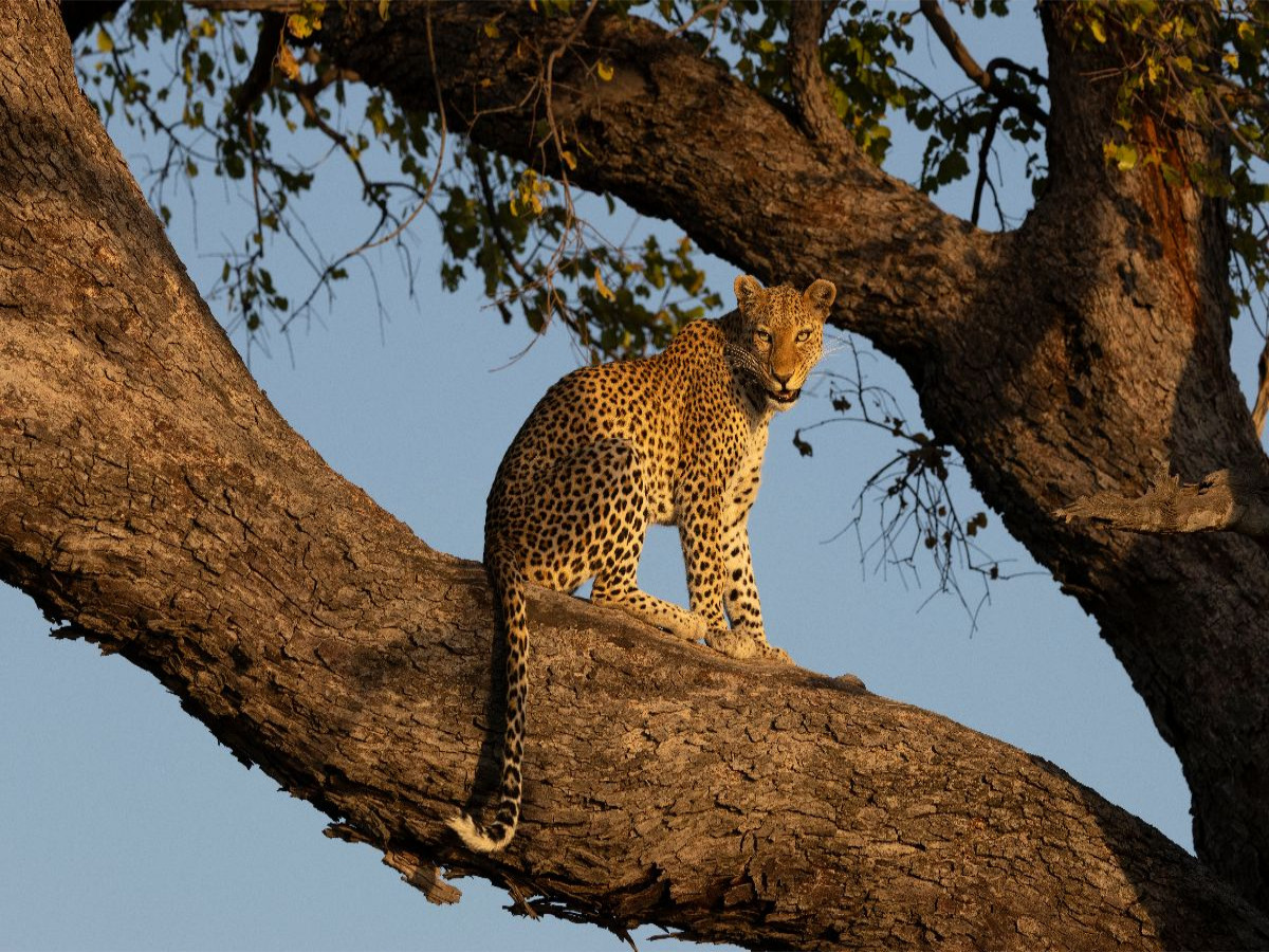 Eine Leopardin auf einem Baum am Chobe in Botswana