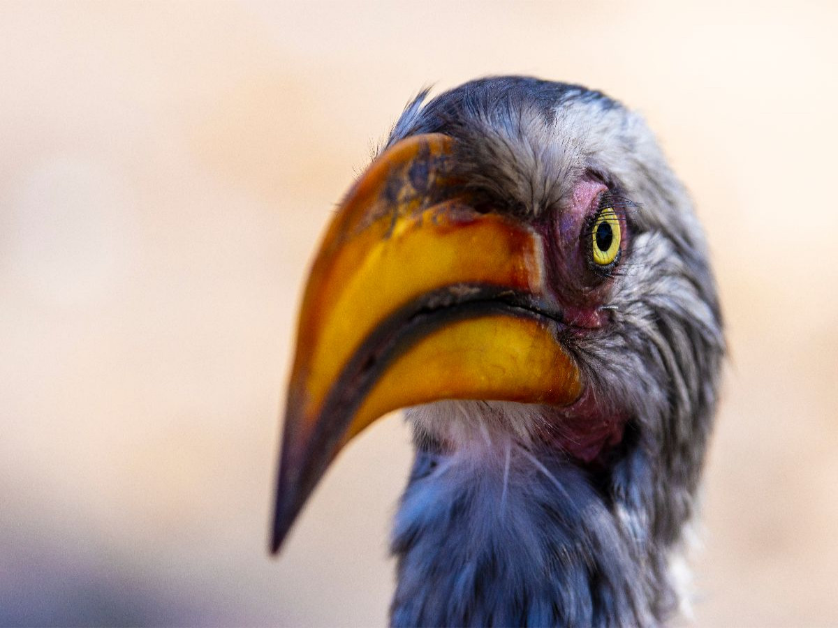 Neugieriger Gelbschnabeltoko in Botswana