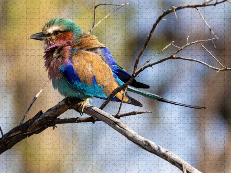 Gabelracke mit lilafarbener Brust in Botswana