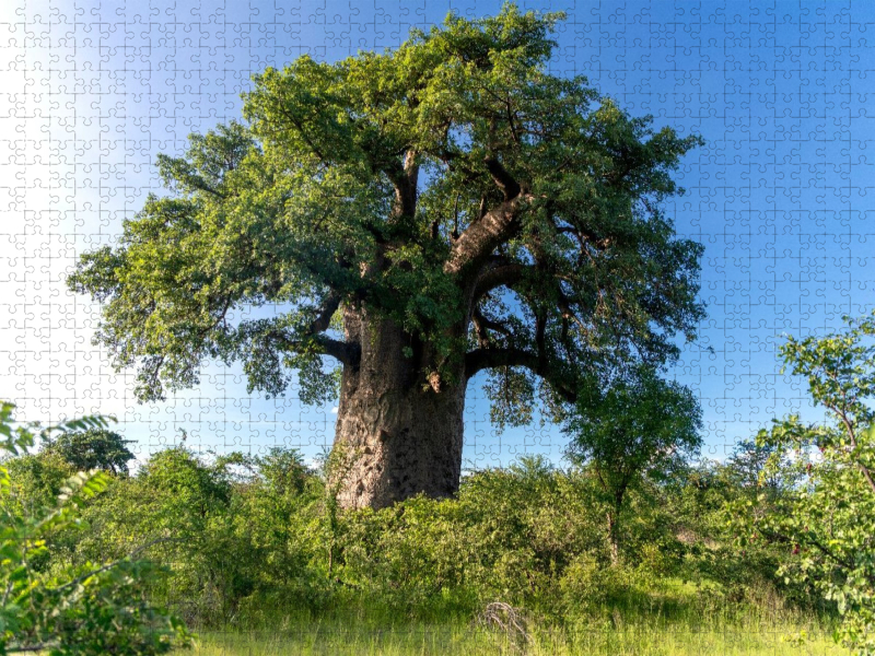 Ein Baobabbaum mit prächtiger Krone
