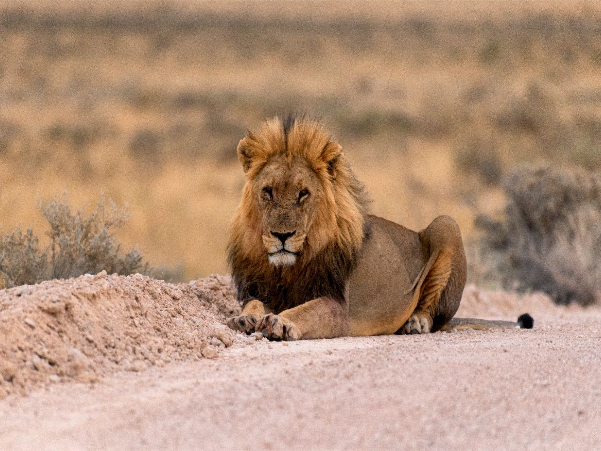 Majestätische Löwe