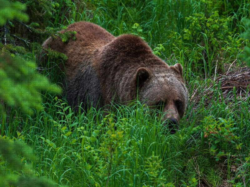Bär im Grünen