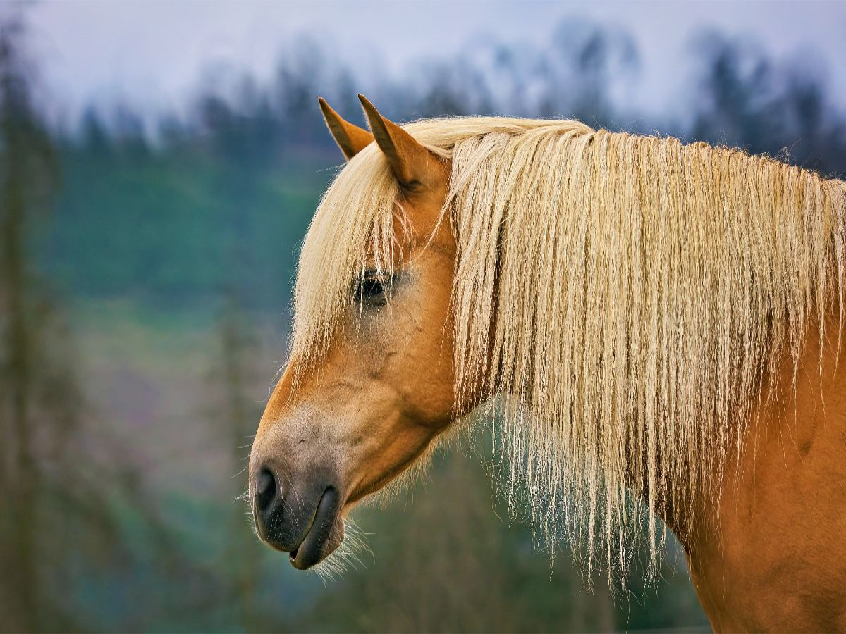 Haflinger mit prächtig blonder Mähne