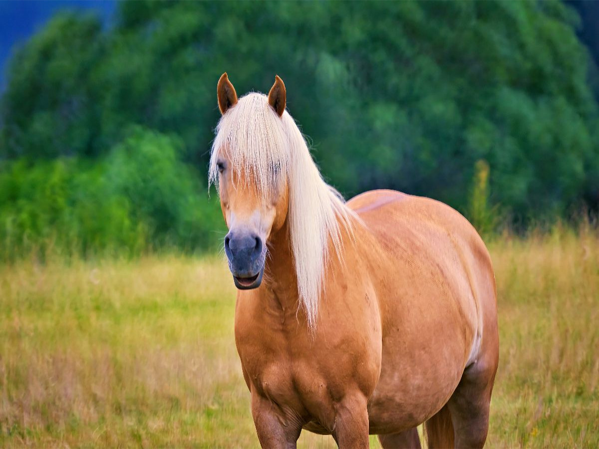 Haflinger