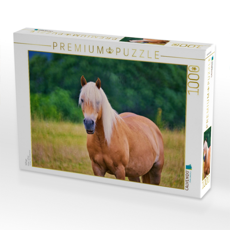 Haflinger