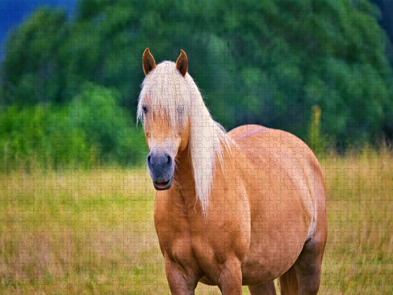 Haflinger