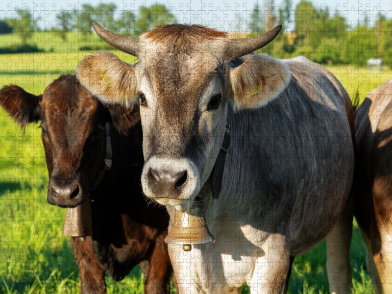 Zwei Kühe mit Glocken stehen auf einer grünen Wiese im Unterallgäu