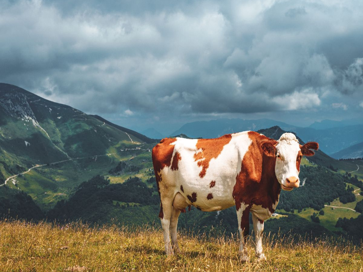 Eine rotbraun-weiße Kuh steht friedlich auf einer Almwiese mit herrlichem Blick in die Berge