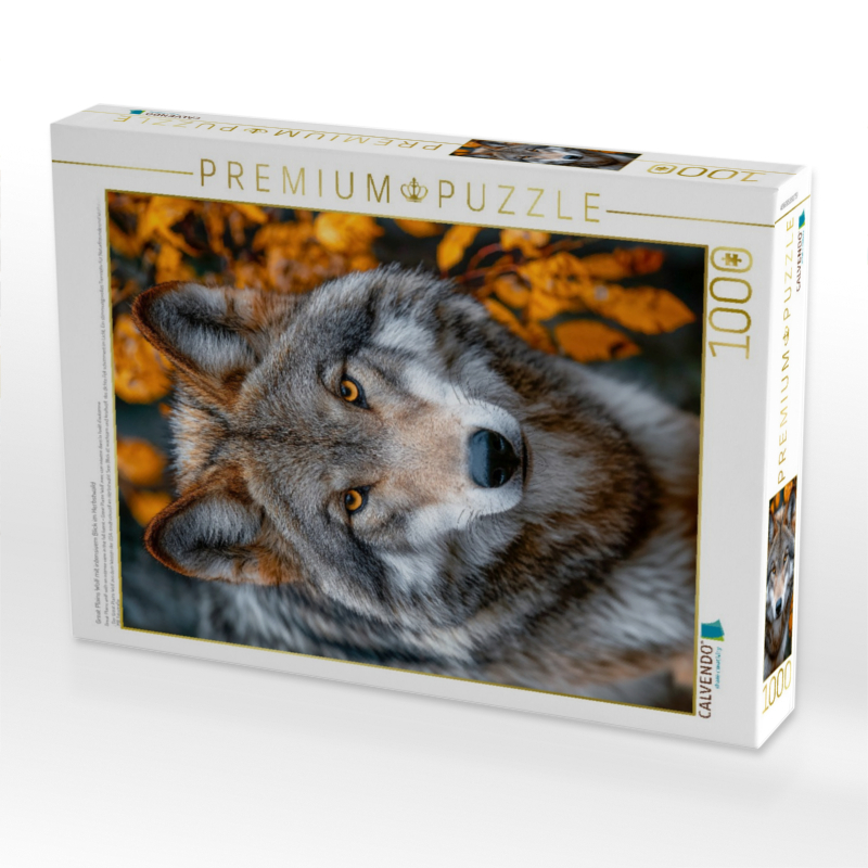 Great Plains Wolf mit intensivem Blick im Herbstwald