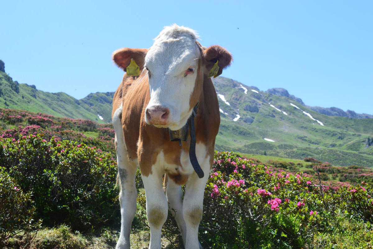Begegnung mit einer wunderschönen Kuh auf der Seiseralm in Südtirol