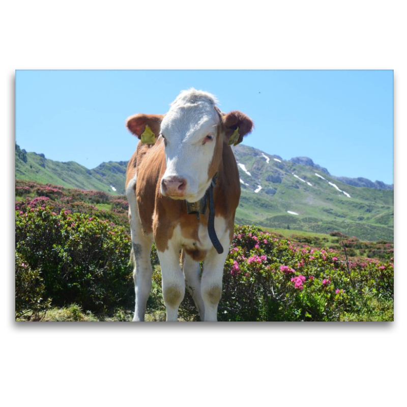 Begegnung mit einer wunderschönen Kuh auf der Seiseralm in Südtirol