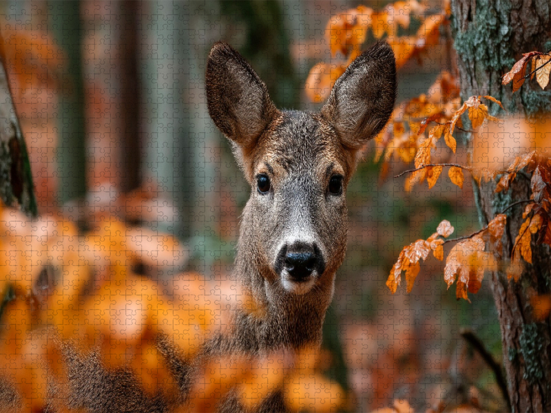 Reh im herbstlichen Wald zwischen orangefarbenem Laub