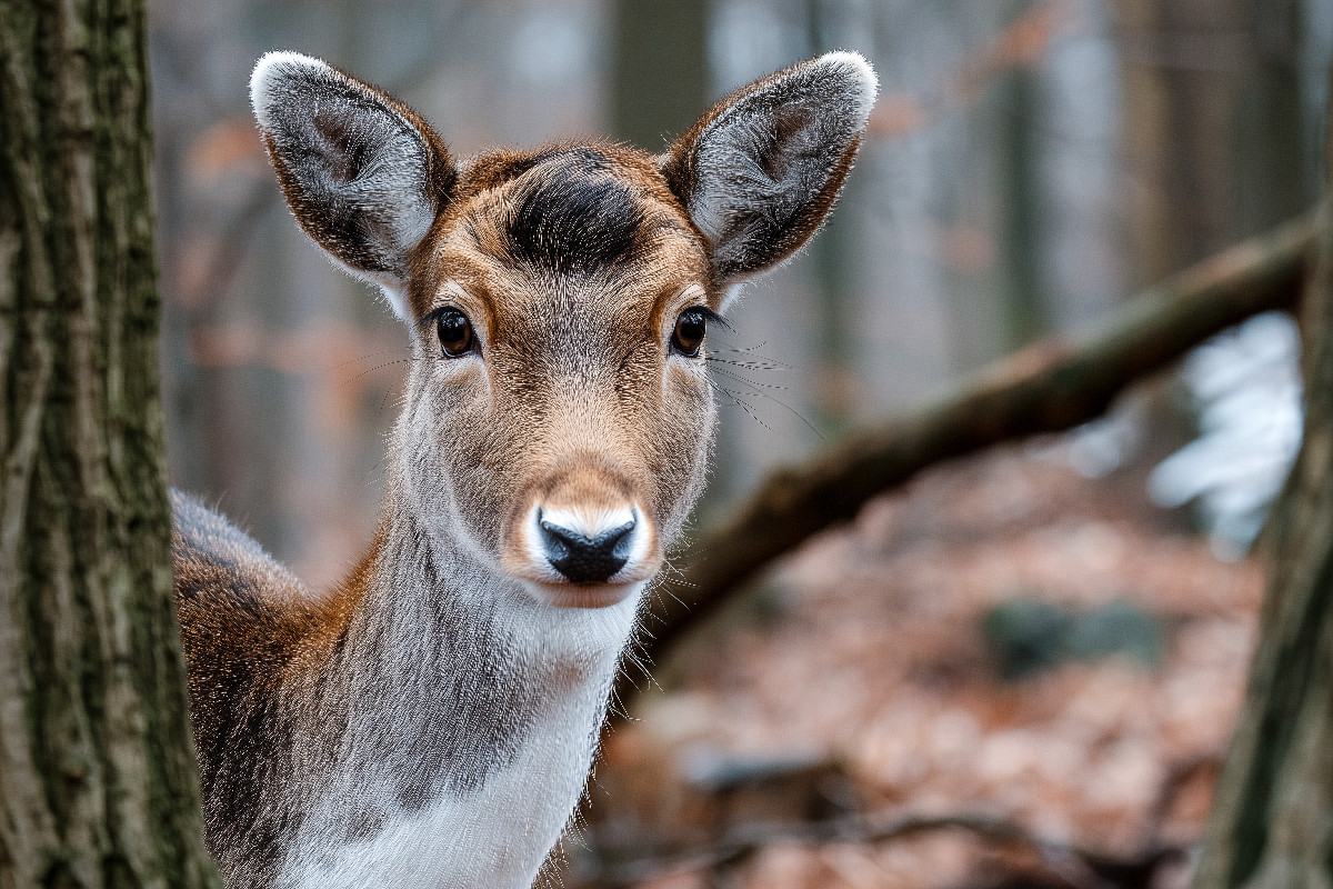 Junges Reh zwischen Bäumen in herbstlichem Wald