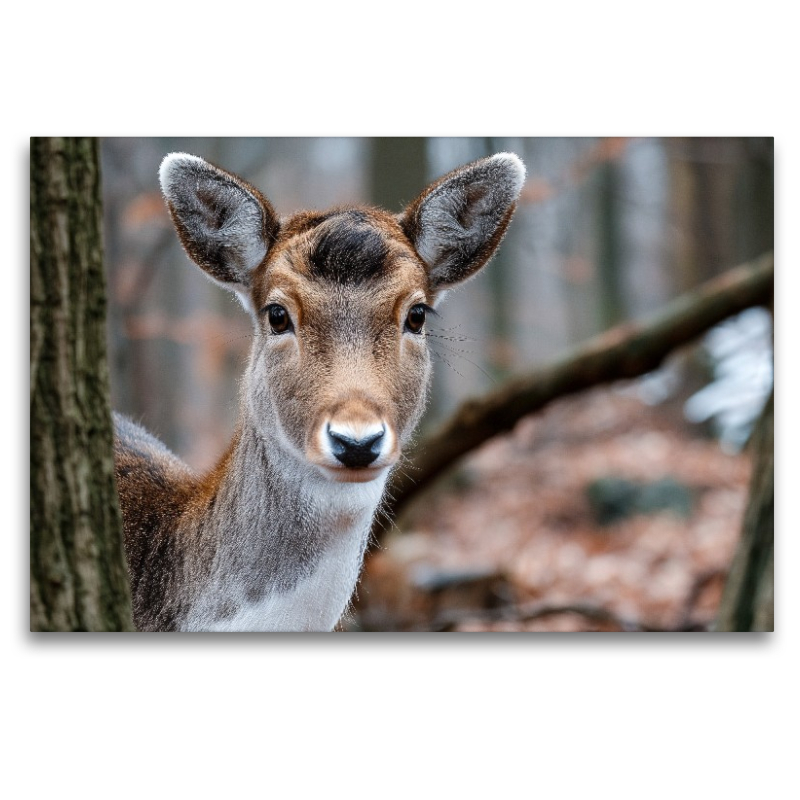 Junges Reh zwischen Bäumen in herbstlichem Wald