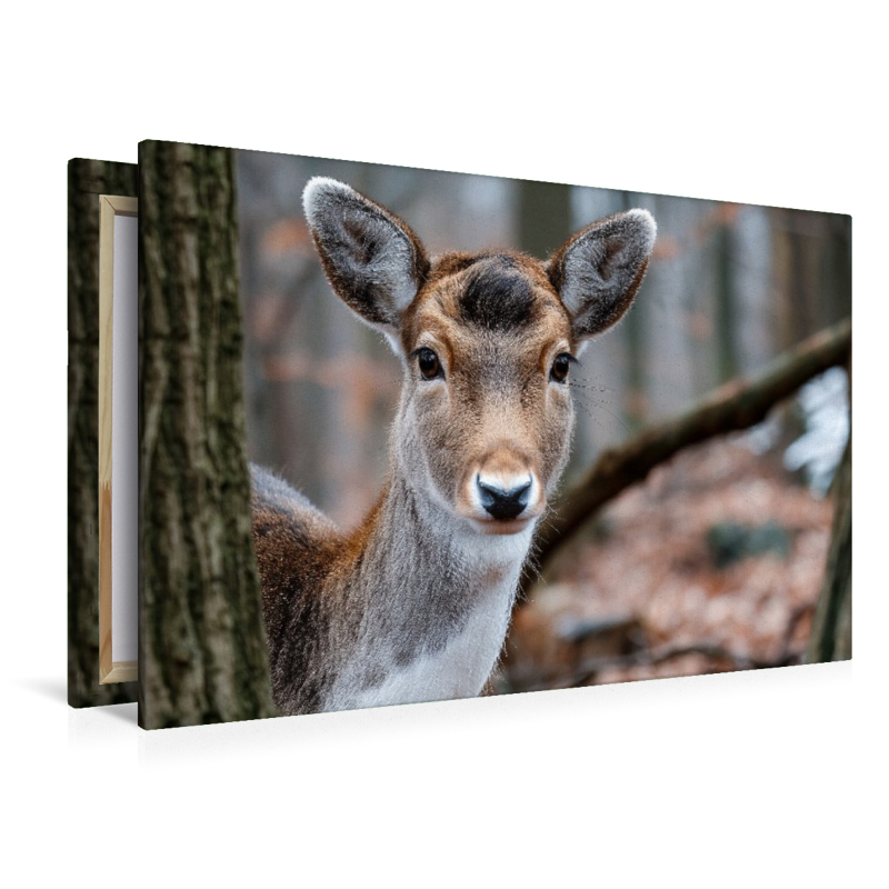 Junges Reh zwischen Bäumen in herbstlichem Wald