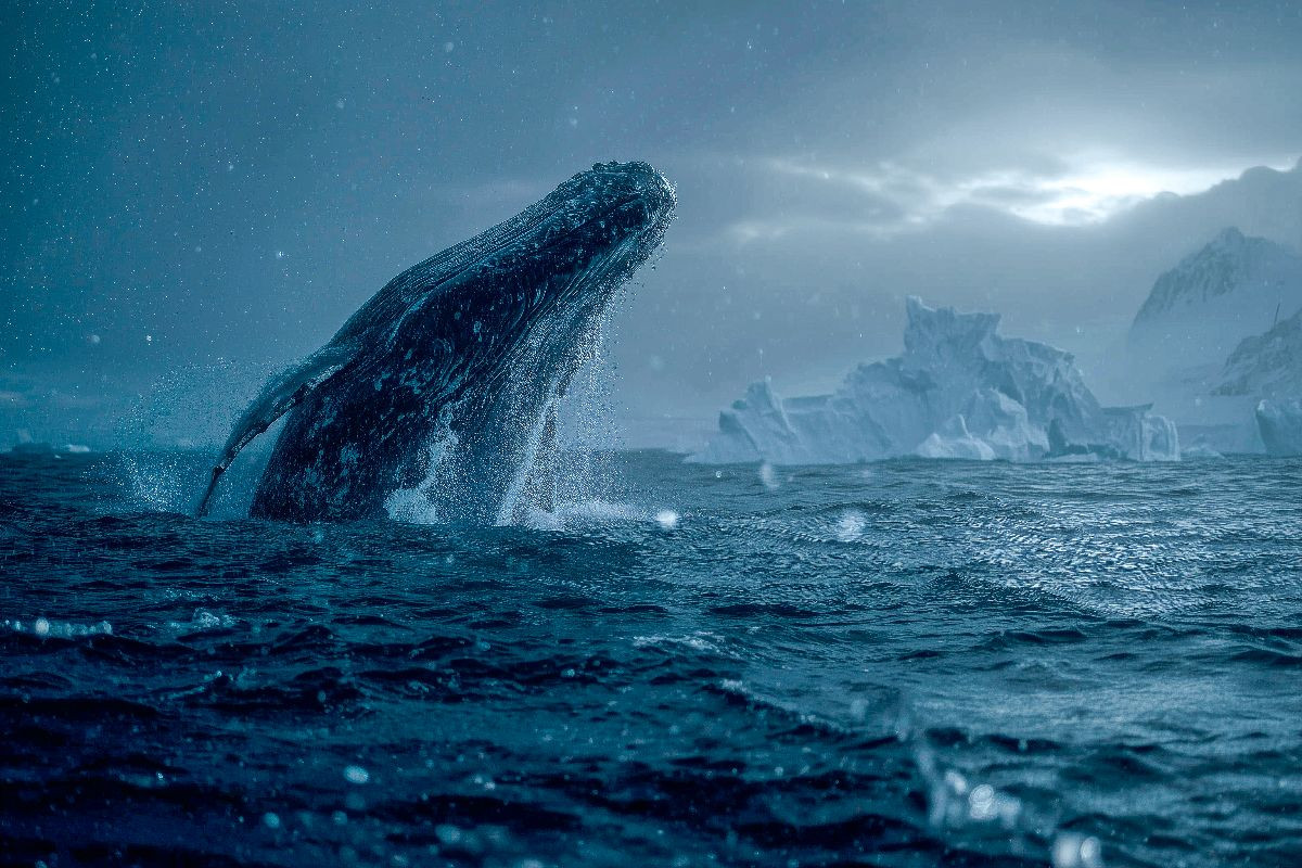 Mit einem gewaltigen Sprung schießt der Koloss aus dem Wasser, das Meer erbebt