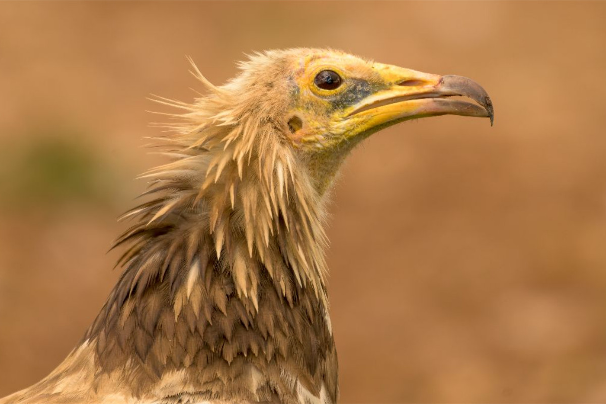 Ägyptischer Geier im Porträt