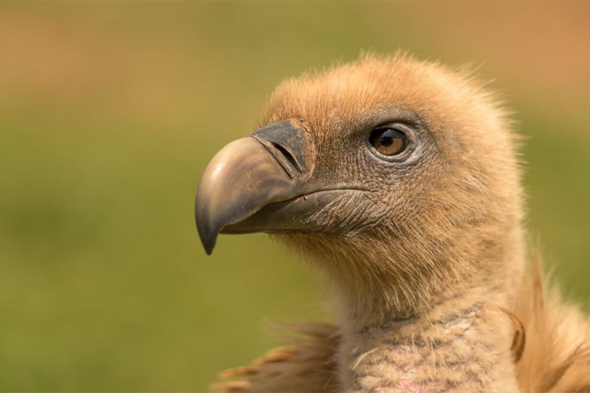 Gänsegeier im Porträt