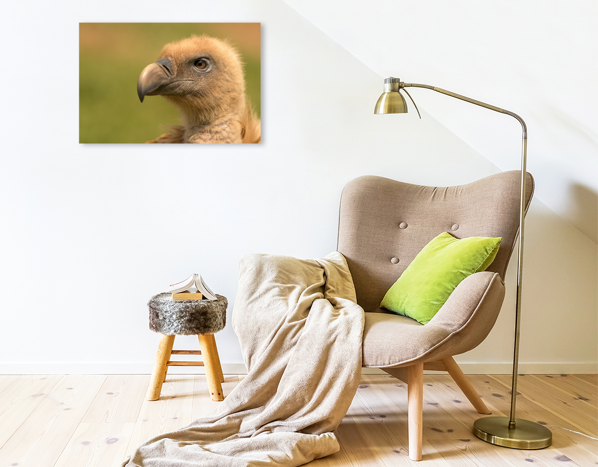 Gänsegeier im Porträt