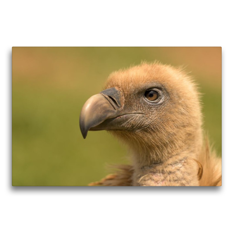 Gänsegeier im Porträt