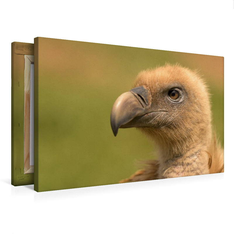 Gänsegeier im Porträt