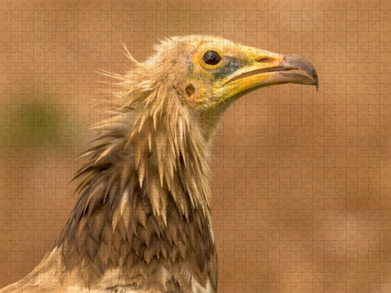 Ägyptischer Geier im Porträt