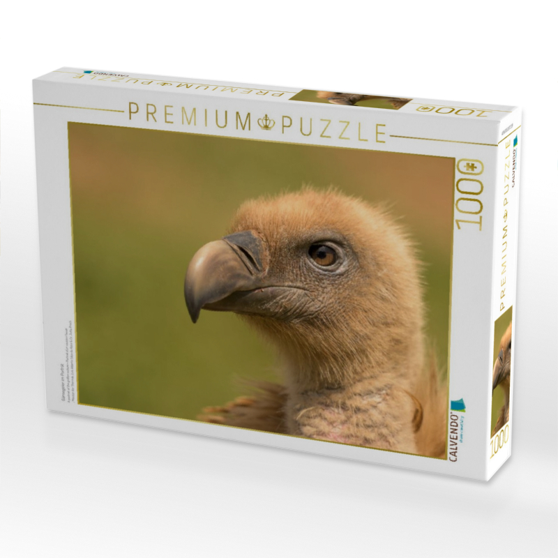 Gänsegeier im Porträt