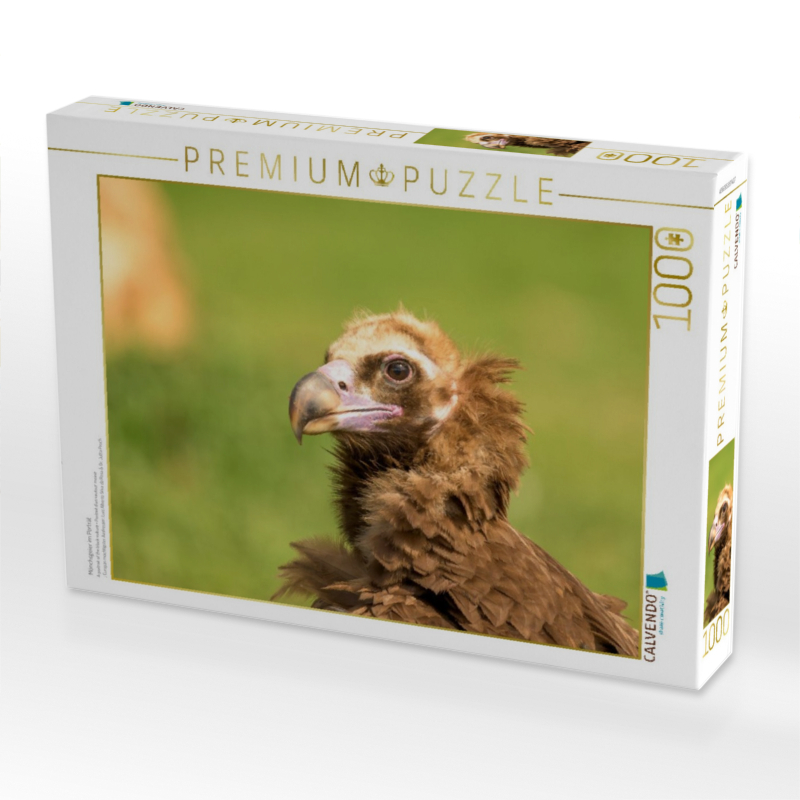Mönchsgeier im Porträt