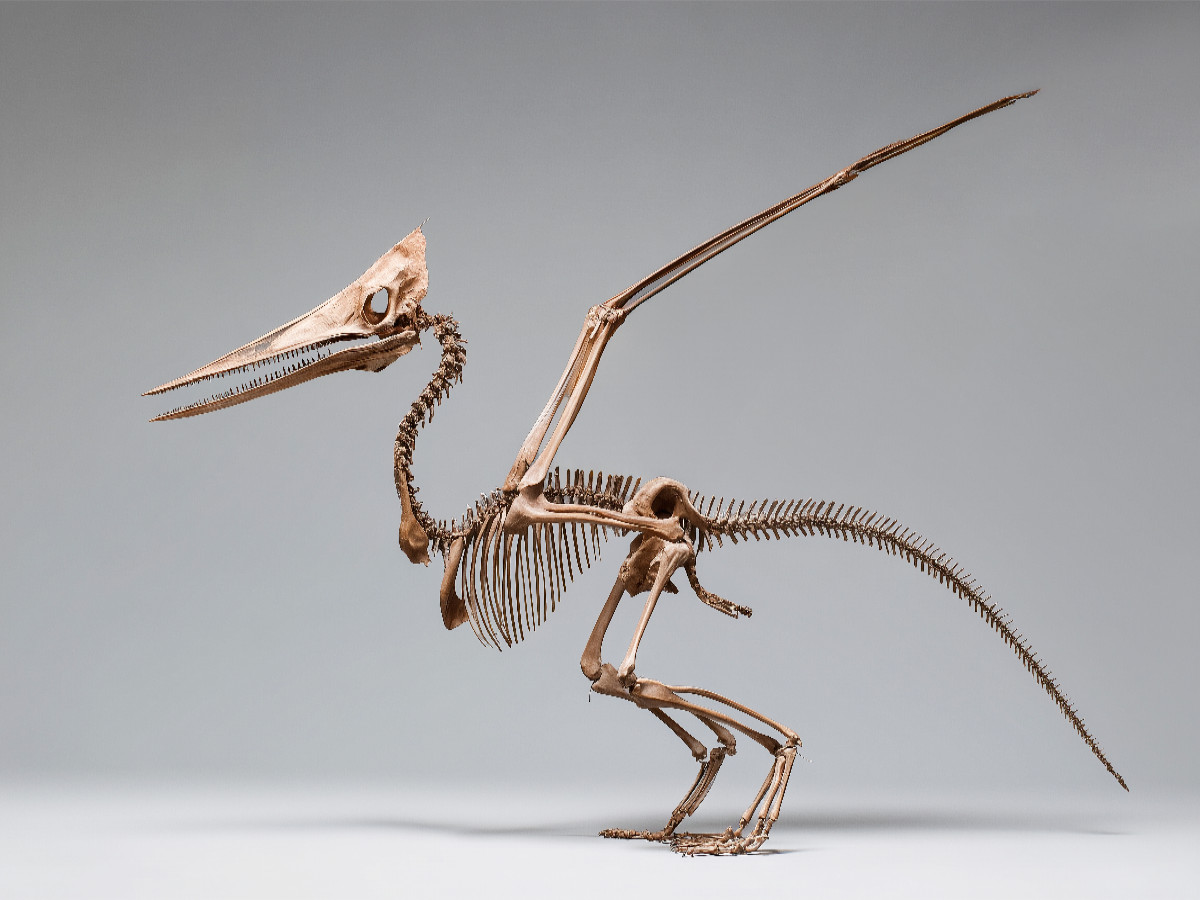 Pteranodon-Skelett mit Flügelspannweite und Kammprofil