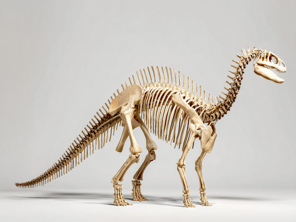 Dinosaurier Iguanodon-Skelett mit langer Schwanzachse und Daumenkralle