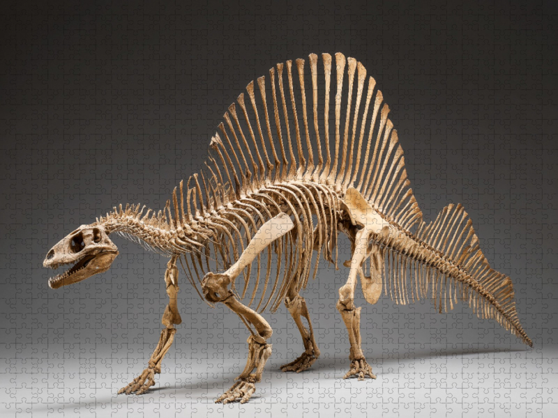 Dinosaurier Spinosaurus-Skelett mit langem Kiefer und Rückensegel