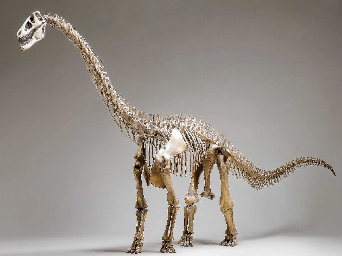 Dinosaurier Brachiosaurus-Skelett mit langem Hals und kräftigem Körper