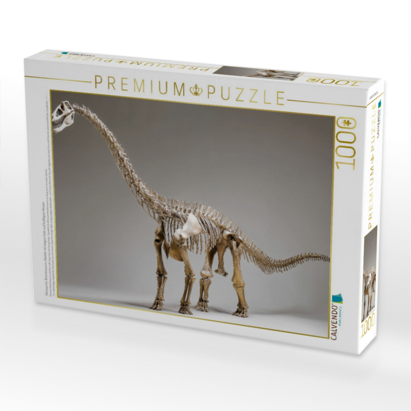 Dinosaurier Brachiosaurus-Skelett mit langem Hals und kräftigem Körper
