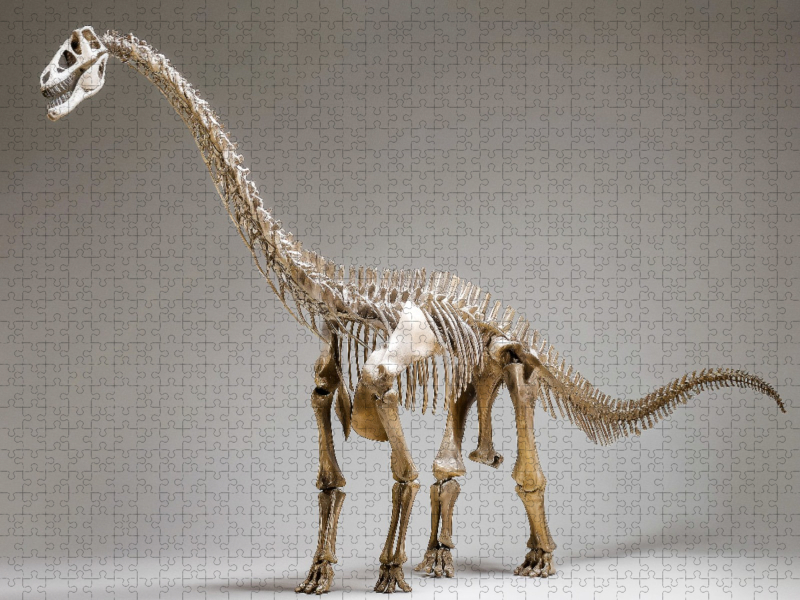 Dinosaurier Brachiosaurus-Skelett mit langem Hals und kräftigem Körper