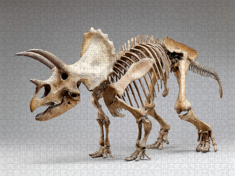 Dinosaurier Triceratops-Skelett mit Hörnern und großem Nackenschild