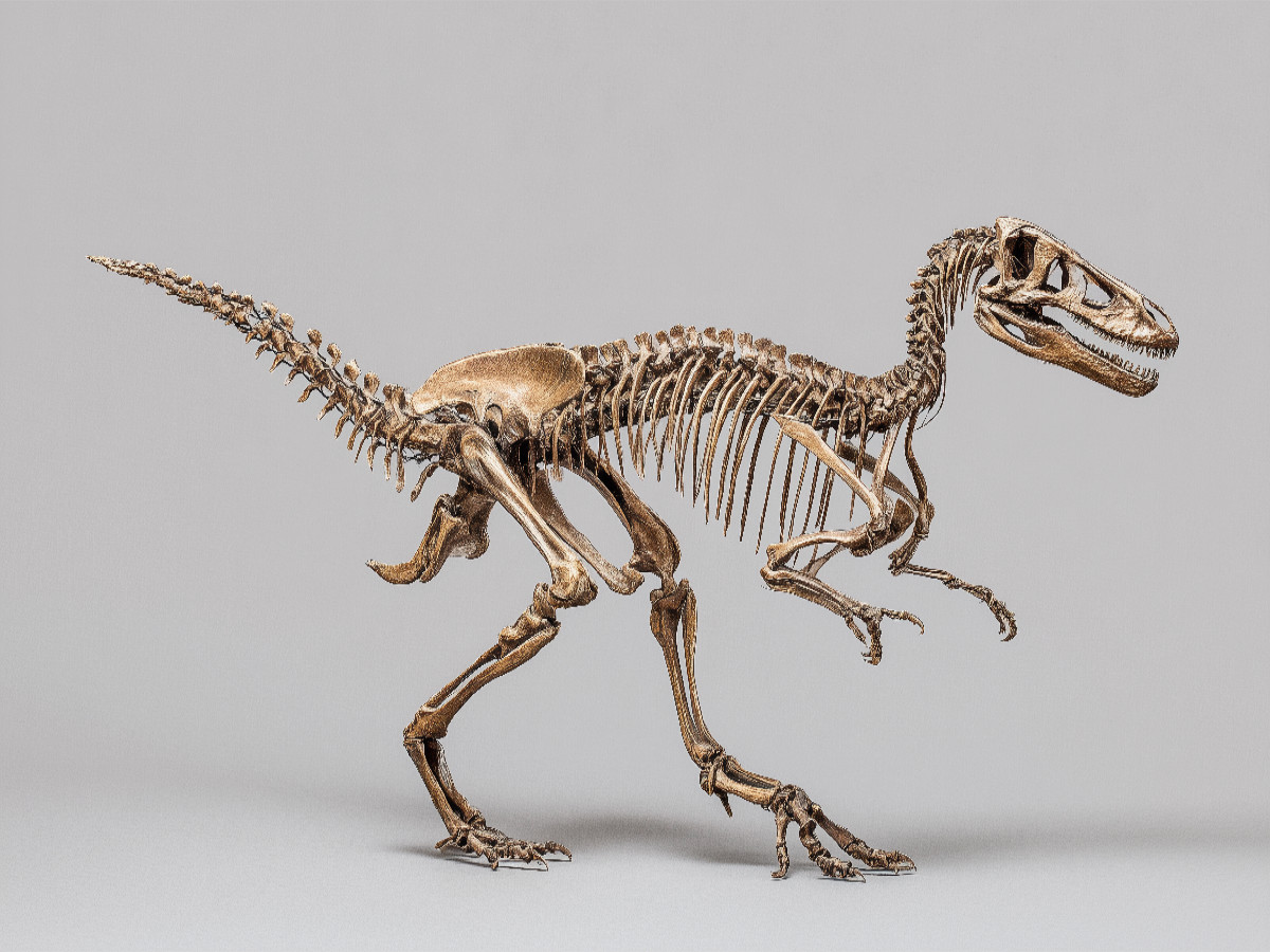 Dinosaurier Velociraptor-Skelett - kleiner Raubsaurier mit langen Krallen