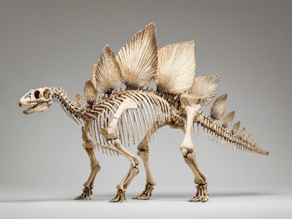 Stegosaurus-Skelett mit Rückenschildern und Stachelschwanz